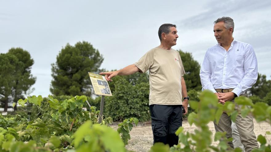 Texto Alternativo: La Comunidad de Madrid investiga 20 variedades de vid autóctonas para mejorar la calidad de los vinos