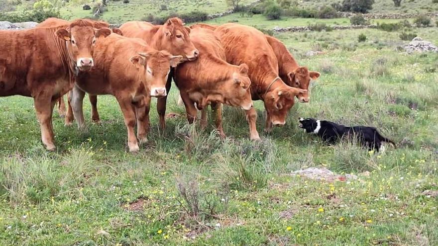 Texto Alternativo: La Comunidad de Madrid envía a diez jóvenes emprendedores a la feria de ganado más importante de Europa