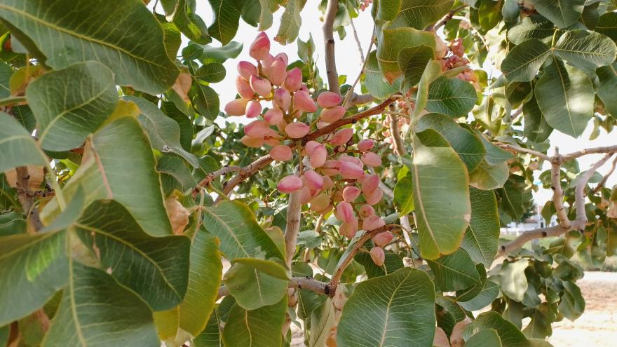 Texto Alternativo: La Comunidad de Madrid investiga nuevos usos culinarios y nutricionales del pistacho para apoyar a empresas agrícolas y de restauración