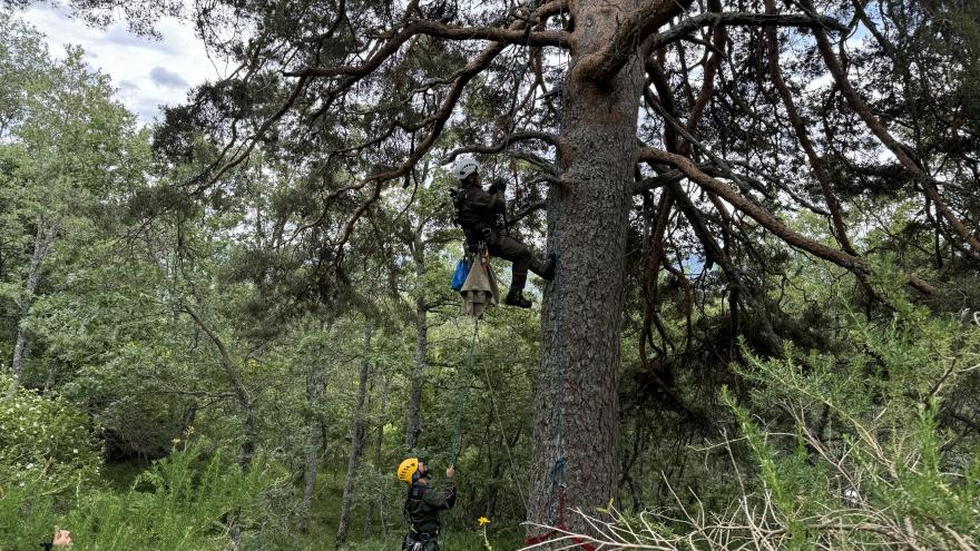 Texto Alternativo: La Comunidad de Madrid exhibe ante expertos de toda España sus programas de protección de aves