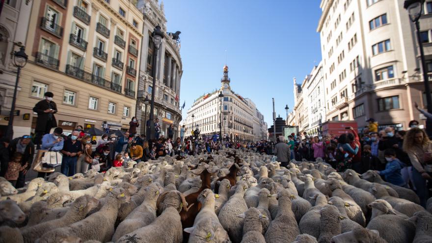 Texto Alternativo: La Comunidad de Madrid, escenario de un encuentro internacional en defensa de la trashumancia como Patrimonio Cultural de la Humanidad