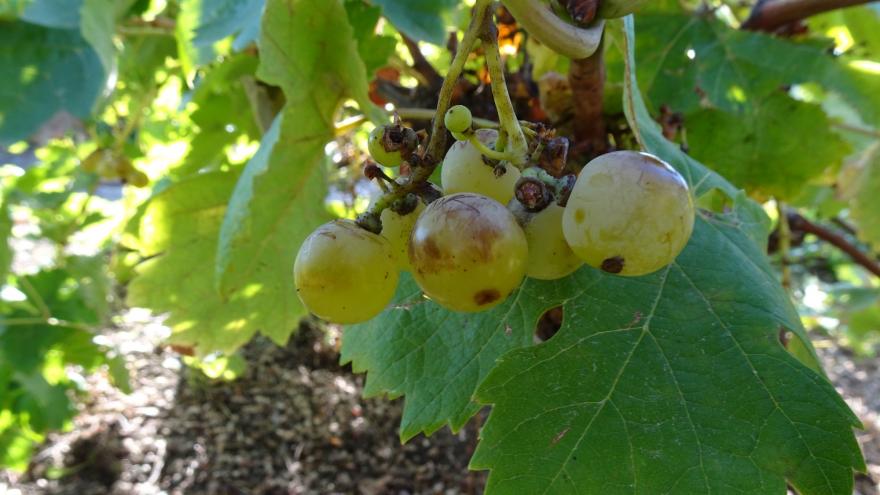 Texto Alternativo: La Comunidad de Madrid encuentra una variedad de uva centenaria que se creía desaparecida en la región
