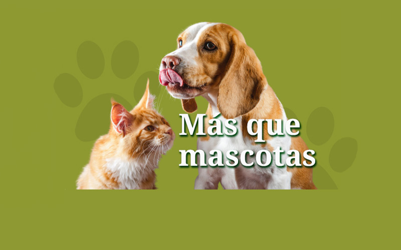 Texto Alternativo: ACANA y el Ayuntamiento de Leganés organizan este viernes una jornada informativa sobre protección animal y adopción de mascotas