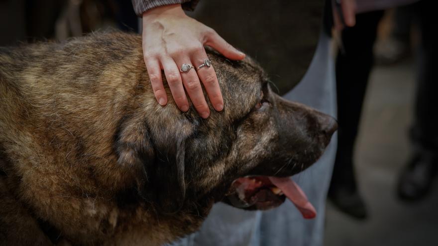 Texto Alternativo: La Comunidad de Madrid logra la adopción de más del 80% de los perros en sus centros de acogida