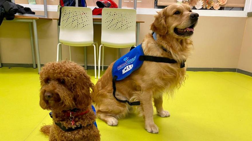 Texto Alternativo: El Hospital público Gregorio Marañón y la asociación 'Perros Azules' renuevan el programa 'Cuenta Conmigo' para niños y adolescentes ingresados en la Unidad de Psiquiatría