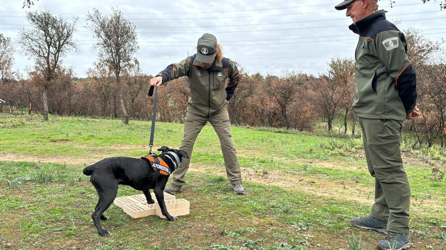Texto Alternativo: La Comunidad de Madrid incorpora dos perros especializados para investigar las causas de los incendios forestales