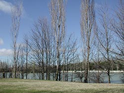 Texto Alternativo: El Ayuntamiento de Móstoles remodelará el Parque Natural de El Soto con una inversión de 3 millones de euros