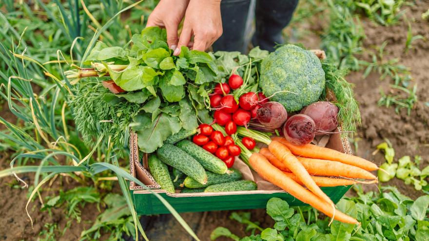 Texto Alternativo: La Comunidad de Madrid exhibe en BioCultura 2024 su oferta de alimentos ecológicos con actividades, catas y talleres familiares