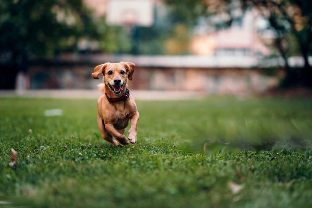 Texto Alternativo: El Ayuntamiento destina 350.000 metros cuadrados de espacios libres para que los perros puedan ir sueltos en un horario determinado
