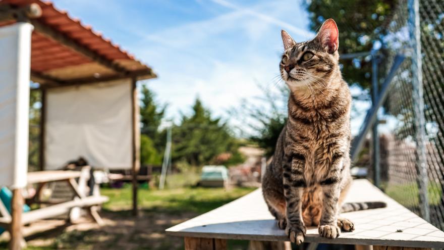 Texto Alternativo: La Comunidad de Madrid aumenta un 26% su inversión para el Centro Integral de Acogida de Animales