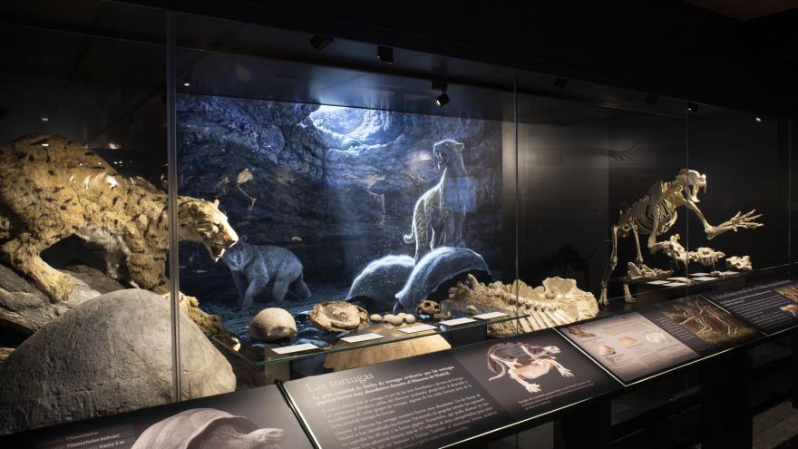 Texto Alternativo: El Museo Arqueológico y Paleontológico de la Comunidad de Madrid organiza una mesa redonda para abordar el papel de la mujer en la paleontología