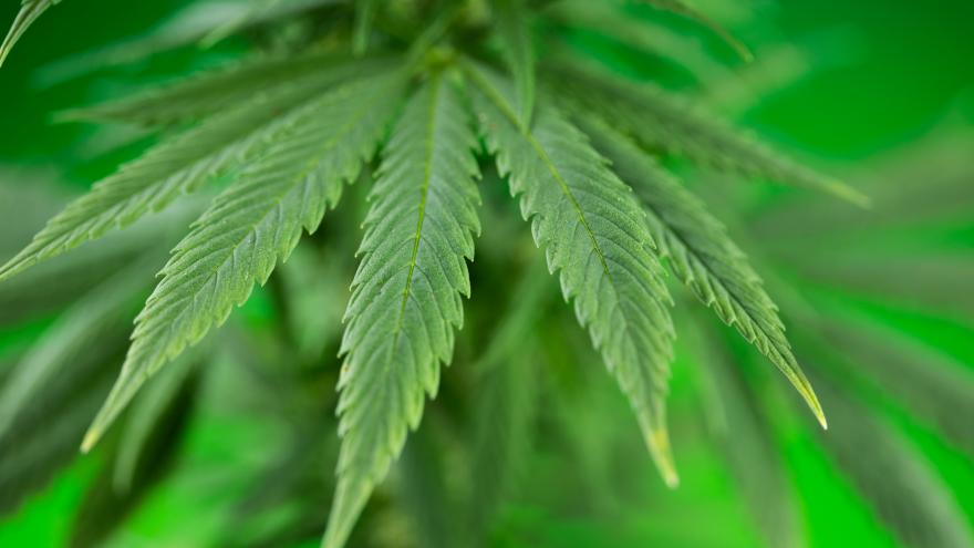 Texto Alternativo: La Comunidad de Madrid aprobará en 2025 una nueva normativa para proteger a los jóvenes de los derivados de la marihuana