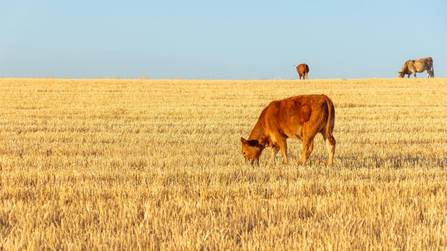 Texto Alternativo: La Comunidad de Madrid ha dado en 2024 más de 80 millones en ayudas al sector primario para garantizar su competitividad y supervivencia