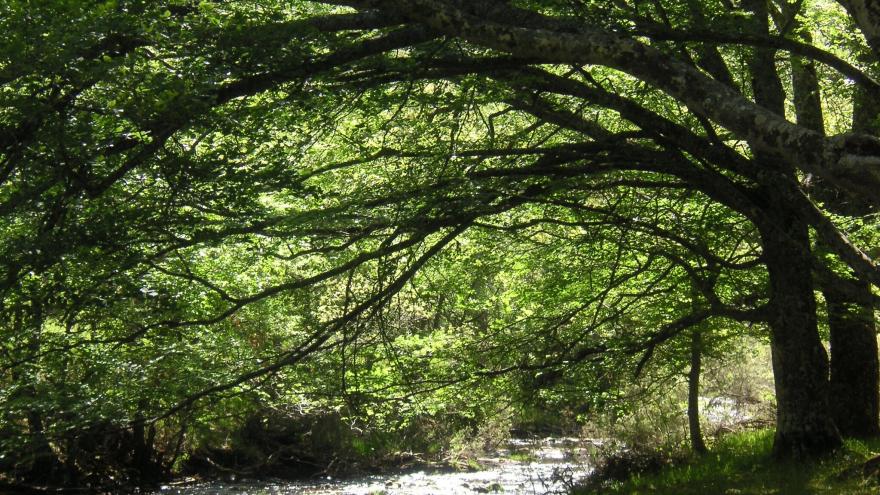 Texto Alternativo: La Comunidad de Madrid organiza cerca de 200 actividades divulgativas gratuitas sobre la biodiversidad regional y su conservación