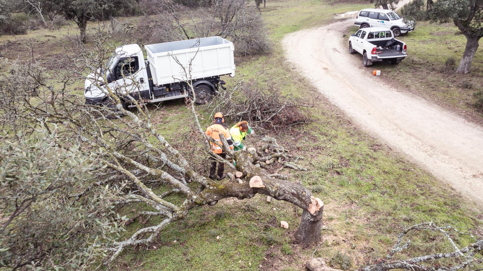 Texto Alternativo: El Ayuntamiento realiza cortas de prevención y mantenimiento de árboles y ramas en el monte