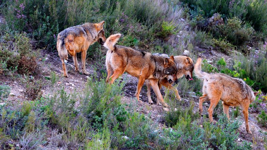 Texto Alternativo: La Comunidad de Madrid duplicará las ayudas para prevenir ataques de lobos a ganadería extensiva