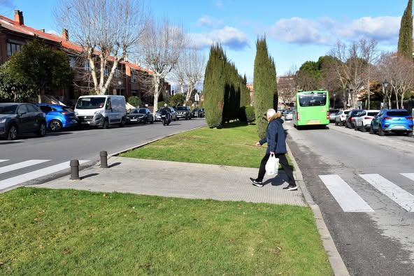 Texto Alternativo: Se trasplantan los cipreses más cercanos a los pasos de peatones en la Avenida Príncipe de Asturias para mejorar la seguridad vial