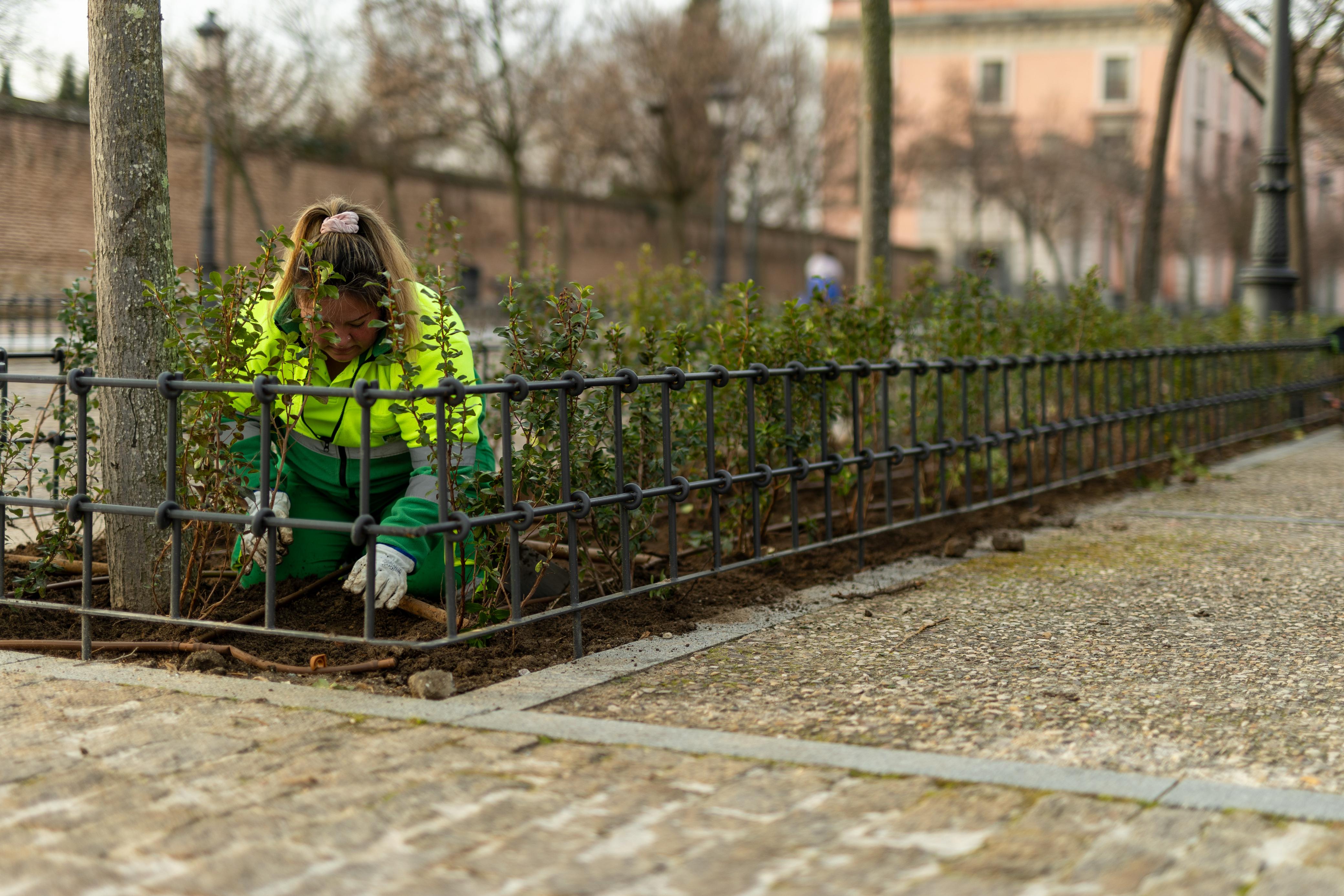 Texto Alternativo: El Ayuntamiento planta casi 4000 plantas de escalonia en los parterres situados frente al Palacio