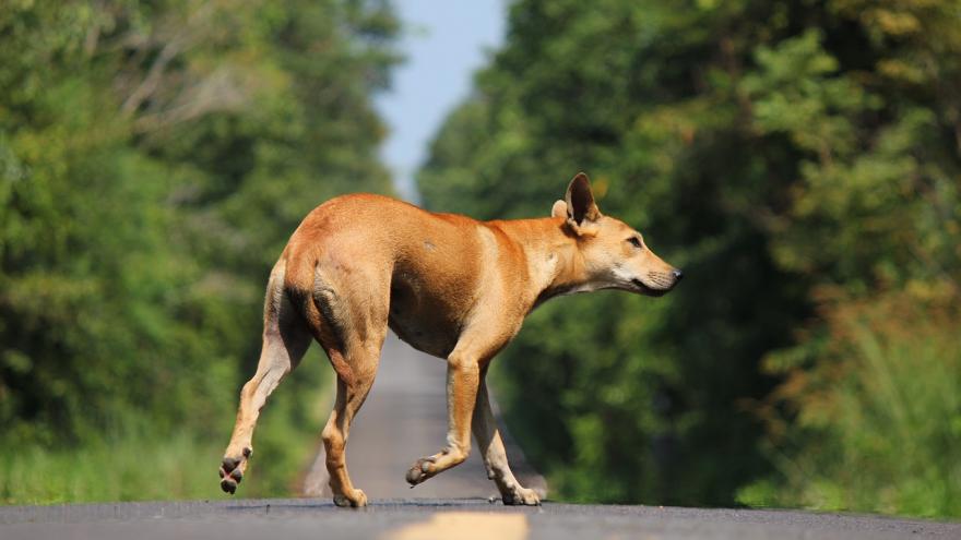Texto Alternativo: La Comunidad de Madrid aumentó un 8,8% las adopciones de animales de compañía y redujo un 3% los abandonos de perros