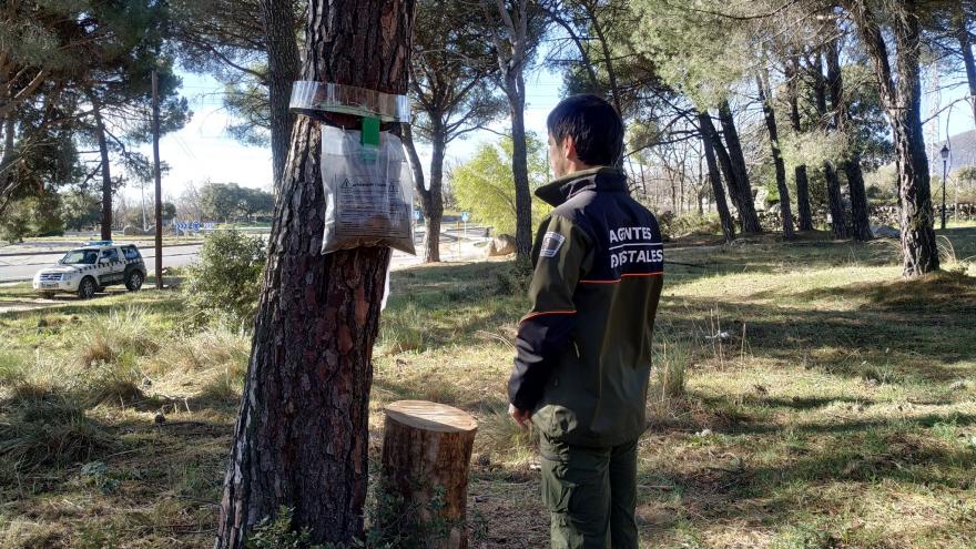Texto Alternativo: La Comunidad de Madrid controla la oruga procesionaria en más de 65.000 hectáreas de pinares