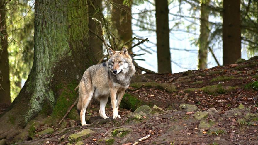Texto Alternativo: La Comunidad de Madrid abre una nueva convocatoria de ayudas a ganaderos para prevenir los ataques de lobos ibéricos