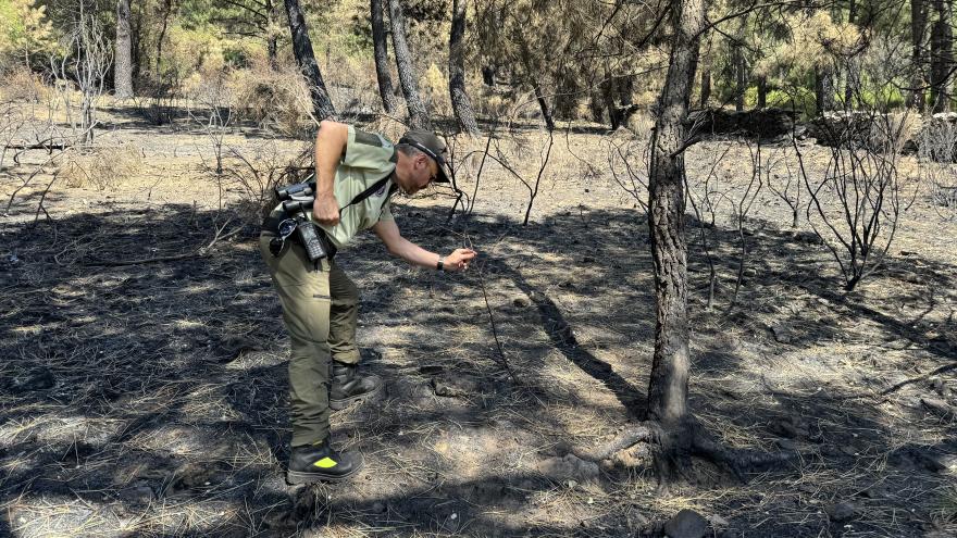 Texto Alternativo: La Comunidad de Madrid se persona como acusación particular contra el presunto autor de un incendio forestal que arrasó 200 hectáreas el verano pasado