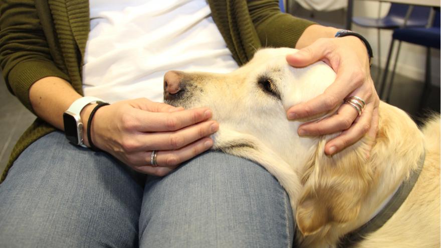 Texto Alternativo: El Hospital público Clínico San Carlos emplea un programa de ocio con perros que mejora la salud mental de pacientes con trastornos de la conducta alimentaria