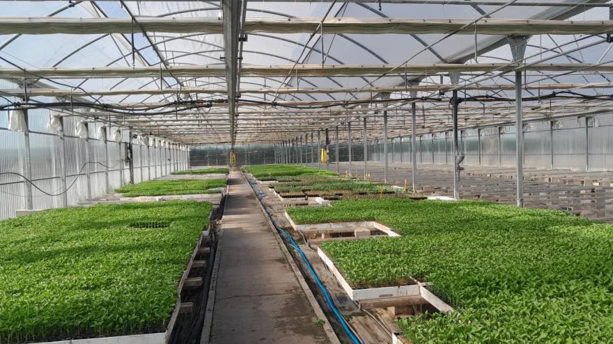 Texto Alternativo: La Comunidad de Madrid reparte 48.000 plantones de variedades hortícolas tradicionales para mantener su producción
