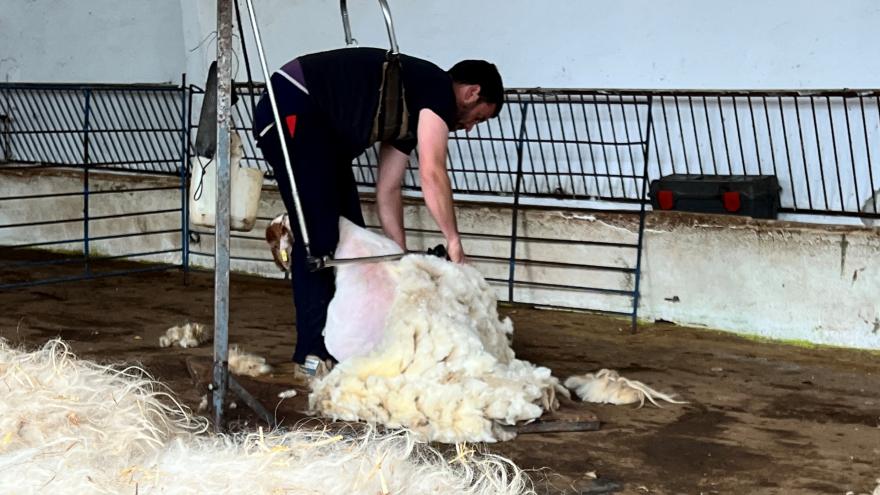 Texto Alternativo: La Comunidad de Madrid preserva la tradición ganadera con el esquileo de 400 ovejas de razas autóctonas