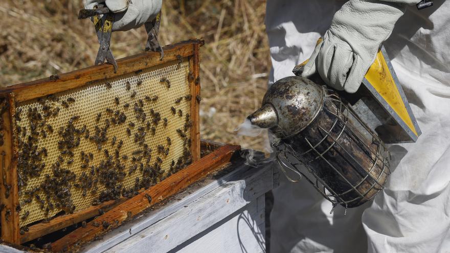 Texto Alternativo: Los bomberos de la Comunidad de Madrid aumentaron un 66% las intervenciones por enjambres de abejas sin colmena