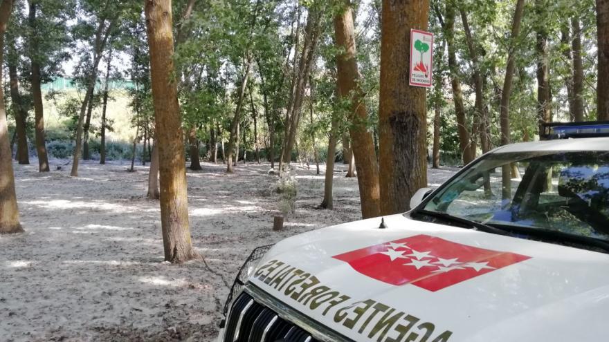 Texto Alternativo: La Comunidad de Madrid inicia una campaña de vigilancia ante acumulaciones de pelusa de chopo para evitar incendios forestales
