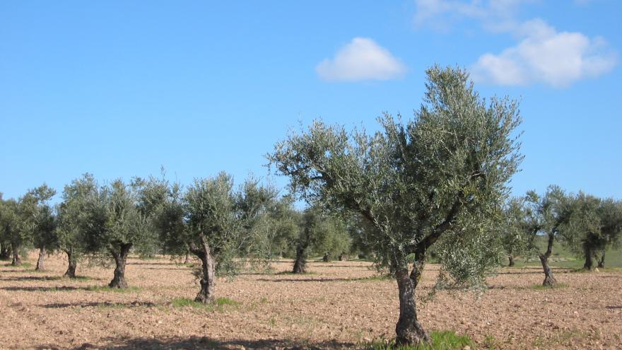 Texto Alternativo: La Comunidad de Madrid aumenta en su segunda campaña un 110% la producción de aceite con denominación de origen protegida